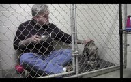 Si chiude nella gabbia con un pitbull malridotto: il suo gesto gli salverà la vita