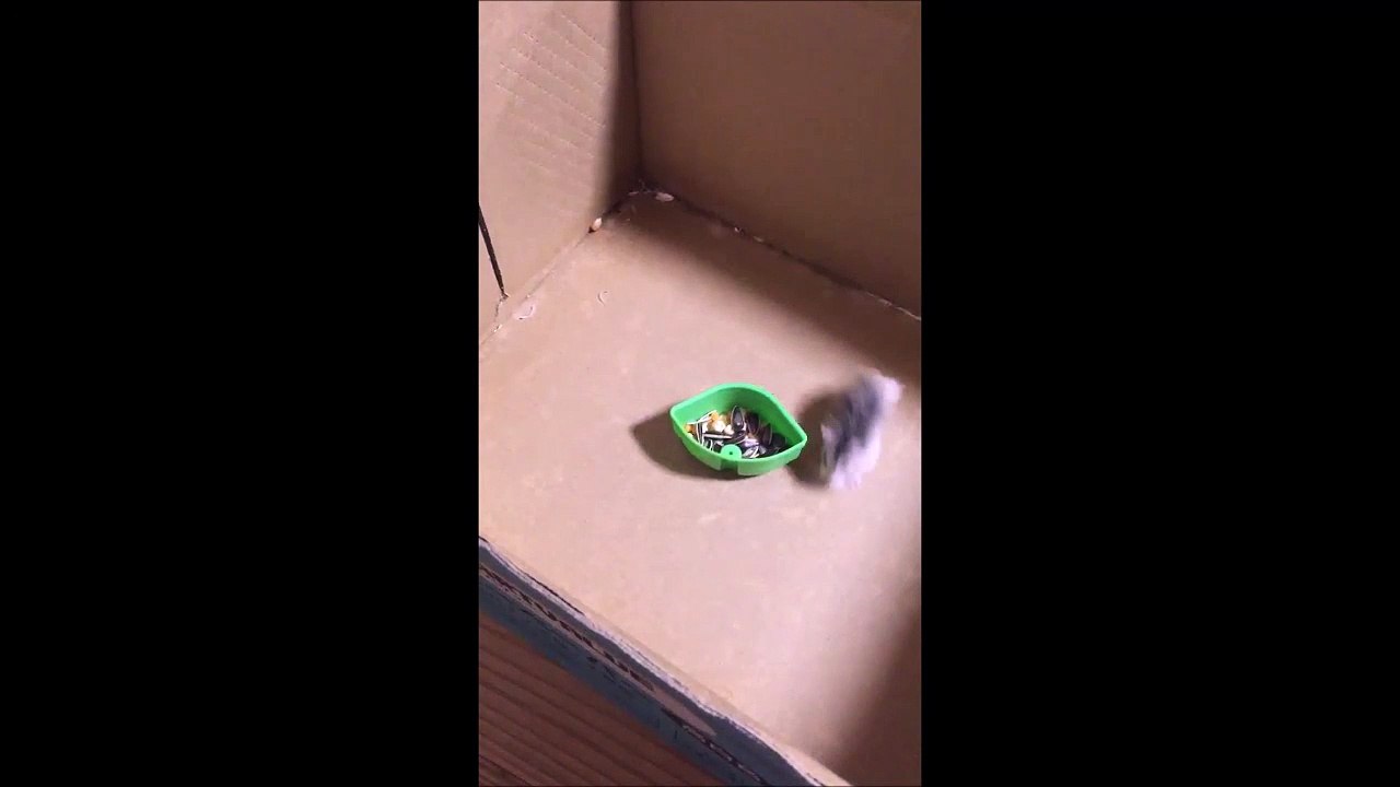 Hamster en mode Fast and Furious en Drift autour de ses graines