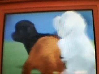 Race de chiens nintendogs
