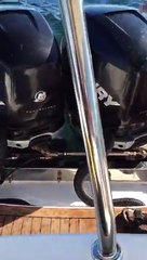 Un lion de mer échappe à ses prédateurs en sautant sur un bateau !