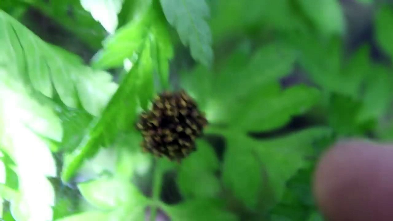 Des centaines d'araignées déguisées en plante