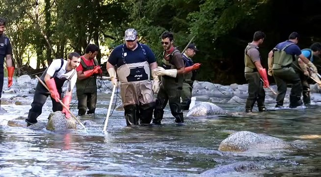 Gave d'Ossau : une pêche électrique pour comptabiliser les truites