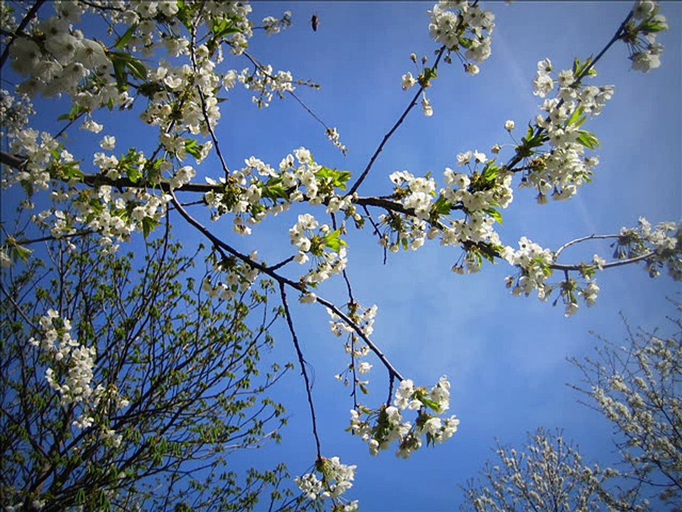 Mahler: 'Adagietto'  5. Symphonie, 4. Satz (Piano solo)