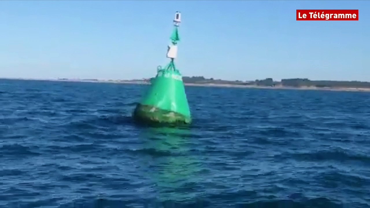 Plougrescant (22). Deux dauphins accompagnent la balade familiale