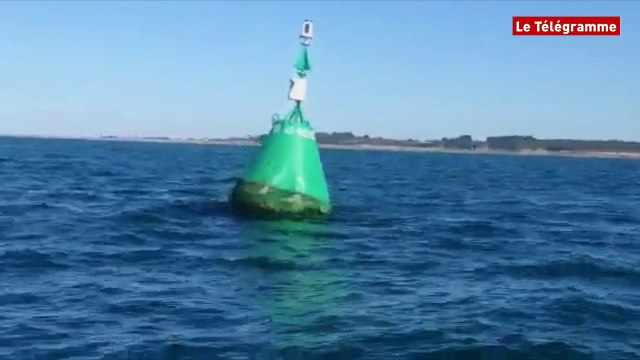 Plougrescant (22). Deux dauphins accompagnent la balade familiale