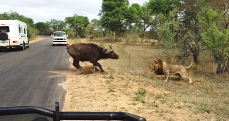 Lion catches Buffalo - What happens next