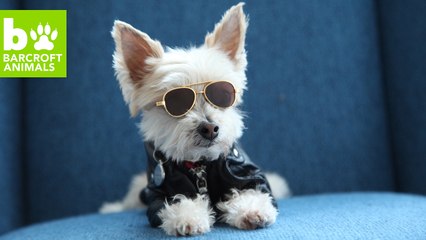 Ella Bean The Fashionista Dog: CUTE AS FLUFF