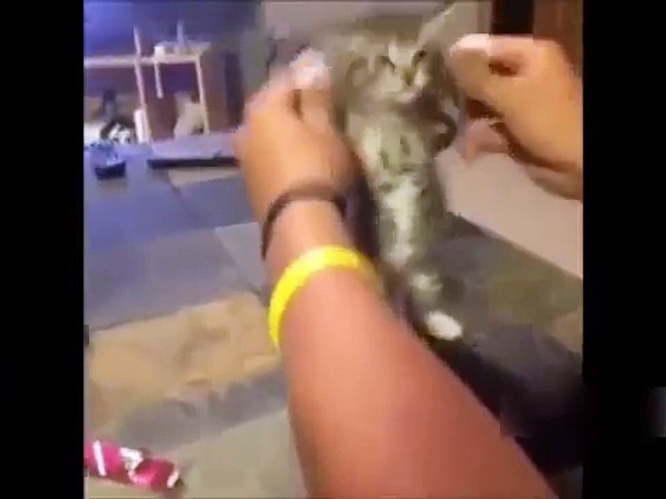 Funny cat and dog dancing