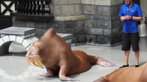 Ce morse de mer géant est maltraité dans un Zoo au Canada
