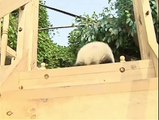 Cute pandas playing on the slide !