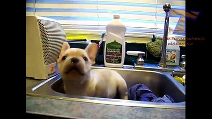 Dogs and cats hate hair dryers - Funny animal compilation !