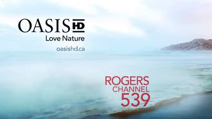 Dolphins Help Young Seal !