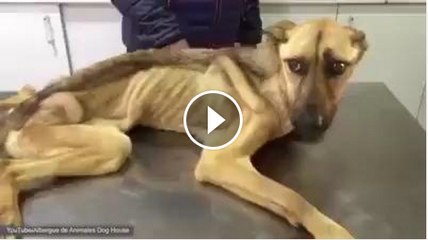 This Dog Was Rescued Nearly Died