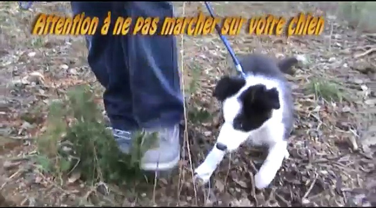 vidéo comment apprendre  la marche au pied du chiot et chien