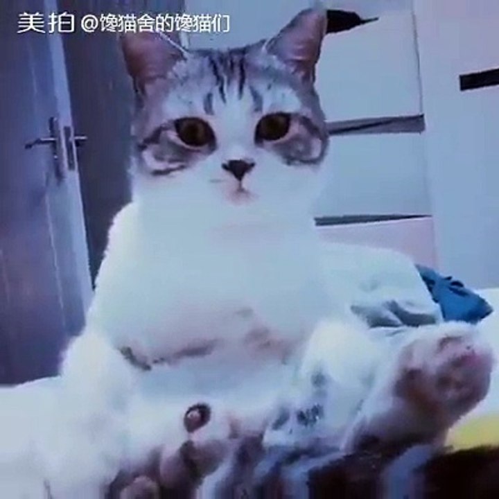 Cat trying to mastubarte