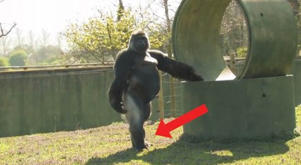 O mundo inteiro está a ficar de boca aberta com este gorila! Quando vires o motivo...