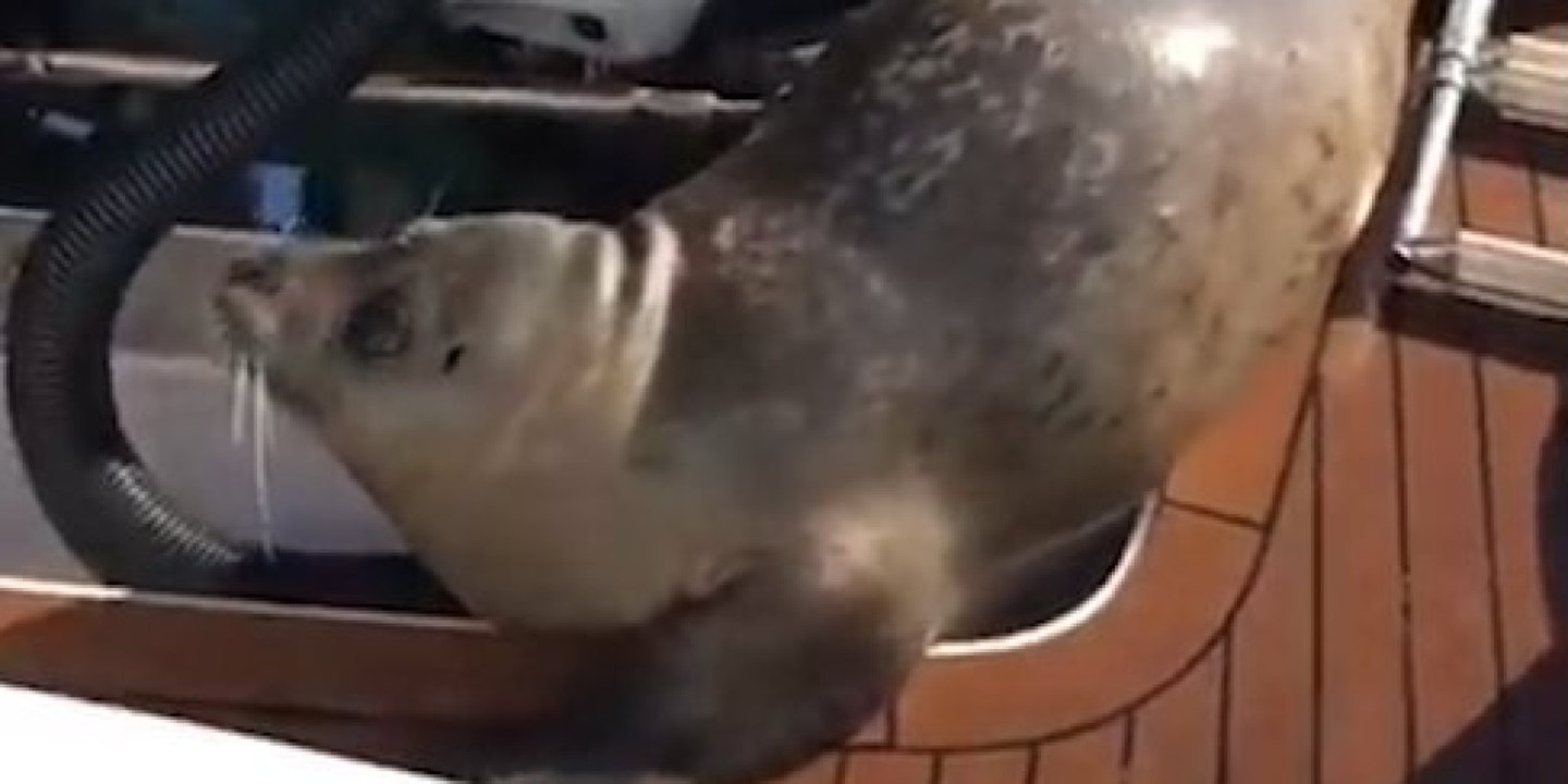 Un phoque attaqué par des orques se réfugie sur un bateau