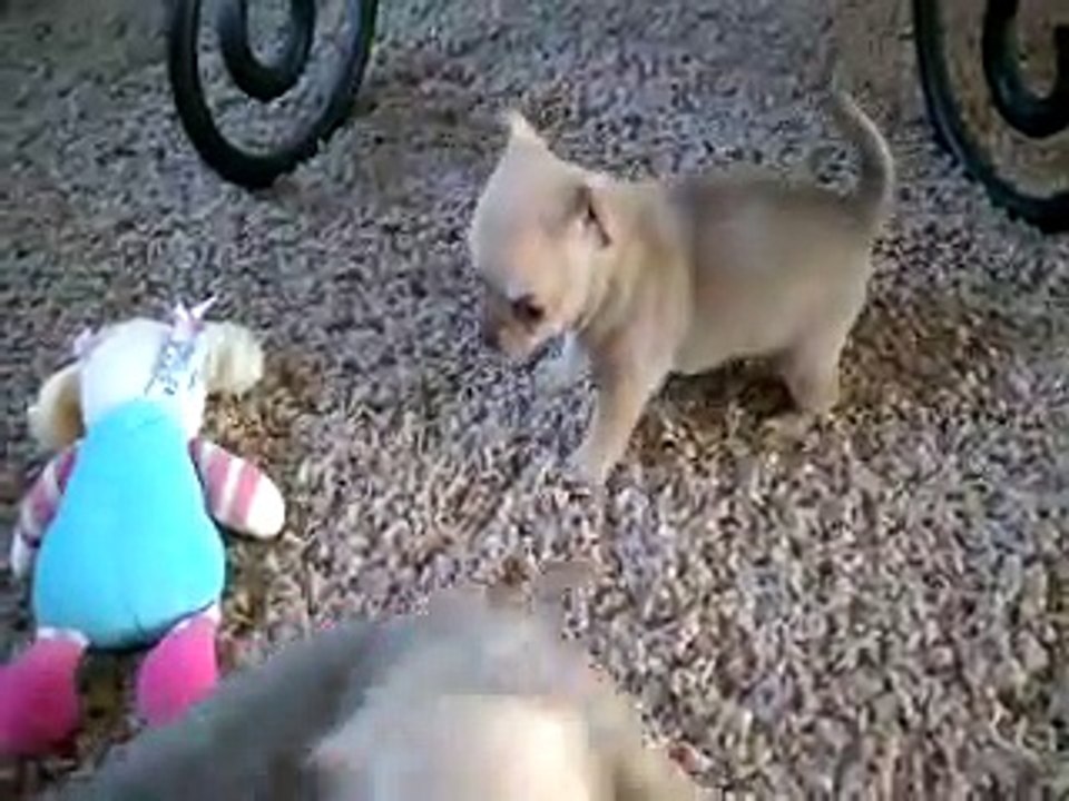 Muscade & Mister Jingle