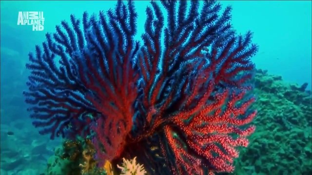 Удивительная природа океана ∞ Co$mo Girla ∞