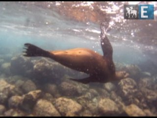 Galápagos em terra e debaixo d"água