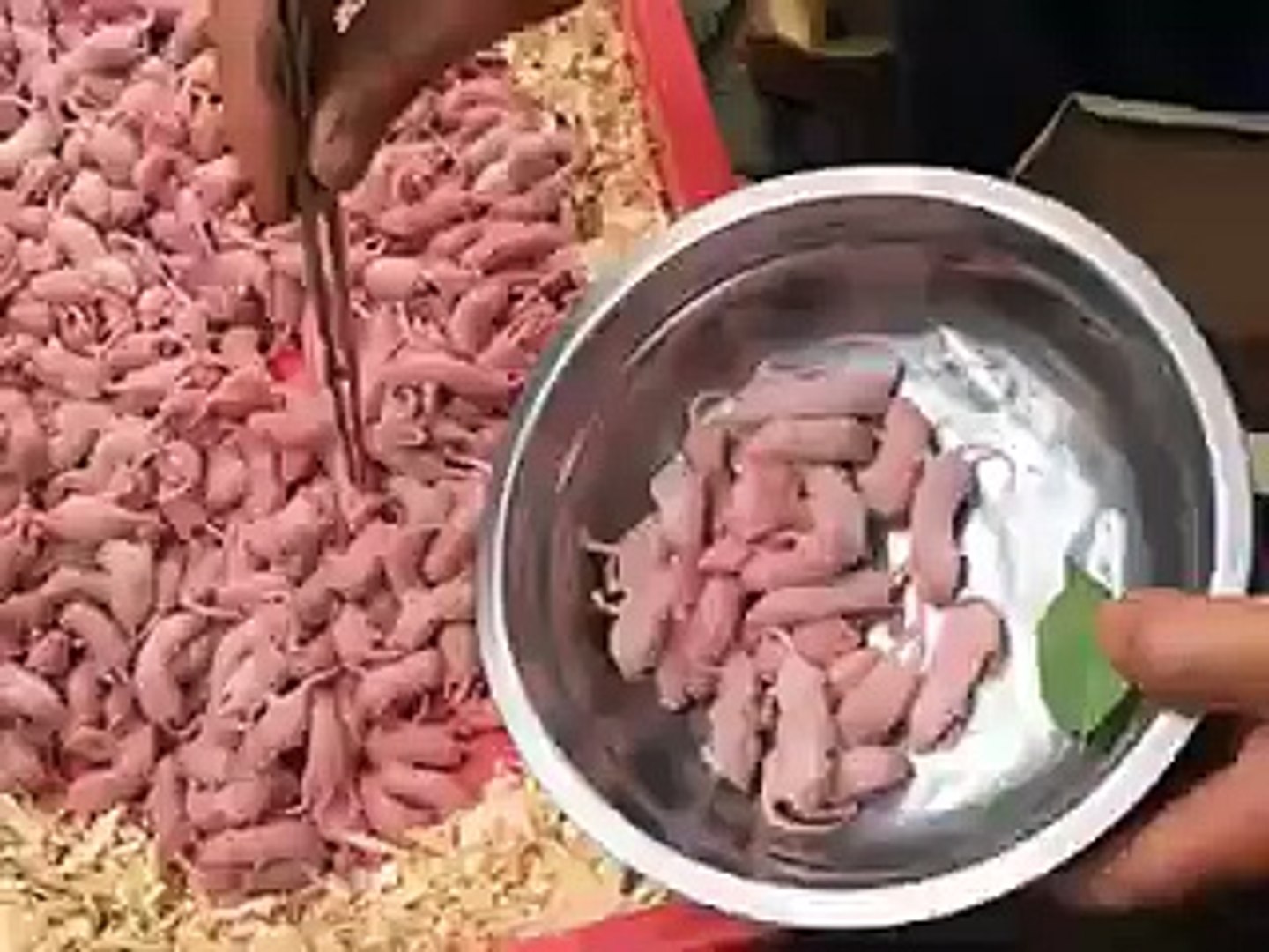 Amazing animals doing amazing things
