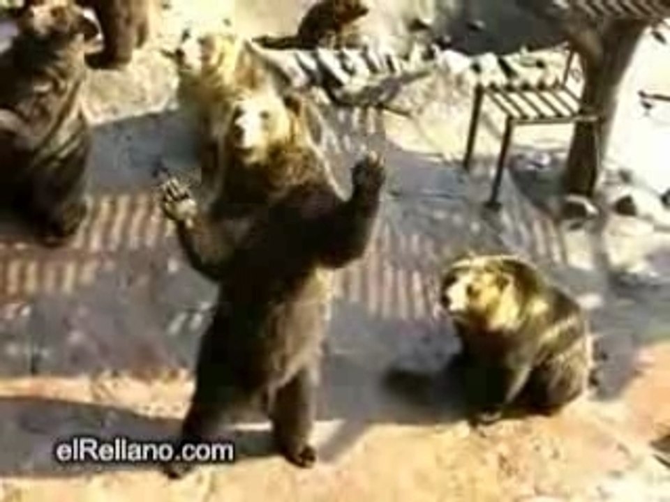 Bears asking for food