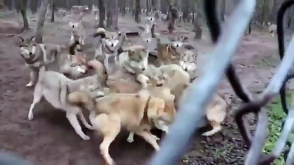 Sürüye uymayan Kurda Sürü Halinde Saldırdılar !!!