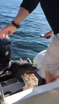 Orcas hunting! seal jumps in the boat