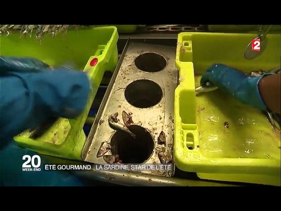 Le banc des sardines - JT France2, le 20 aout 2016 à St Gilles Croix de Vie.