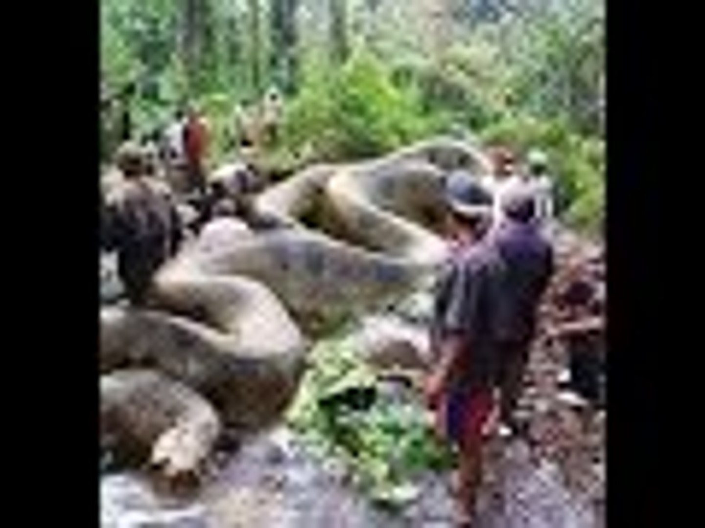 World Biggest Snake Anaconda Found In America S Amazon River Video Dailymotion