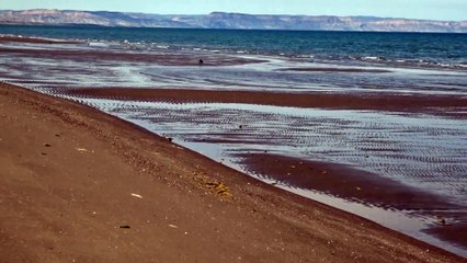 Chili Moon chasing birds
