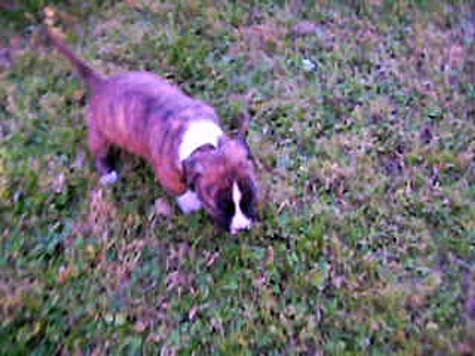 1ère sortie des 5 femelles à 3 semaines...