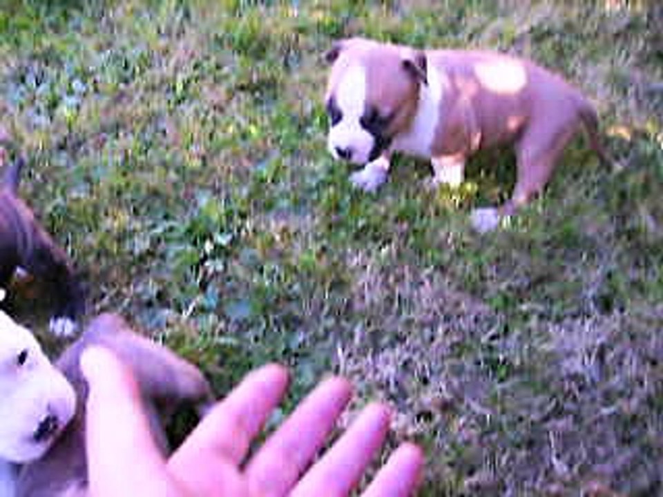 la portée à 3 semaines ...