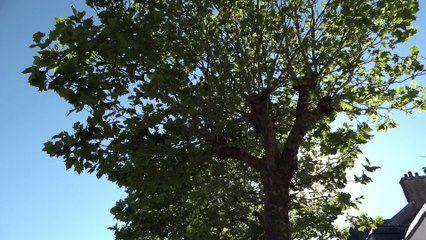 Festival de Pont Croix été 2016