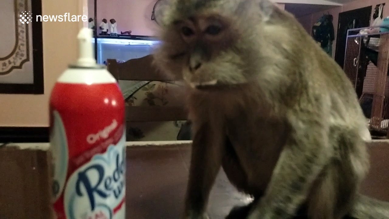 Monkey tastes whipped cream for the first time