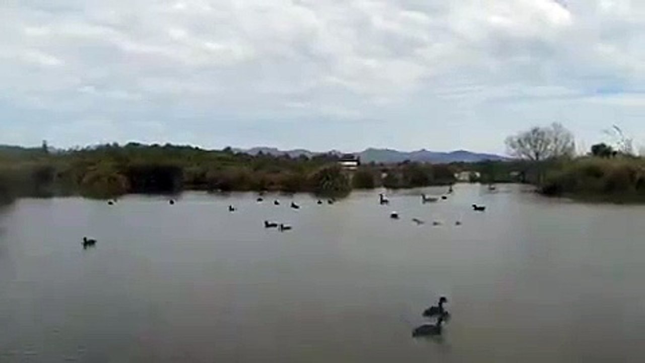 Angry Duck Attacks Drone