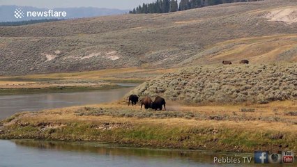 Two male buffalo have intense fight over female