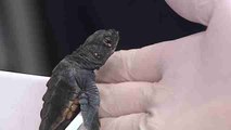 Las  tortugas bobas recién nacidas en Valencia llegan al mundo llenas de energía