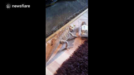 Frustrated bearded dragon attempts to open box full of bugs
