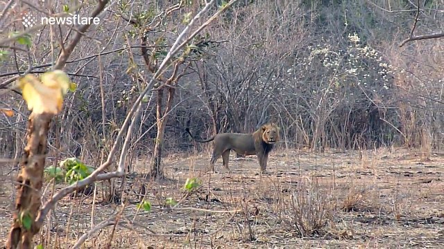 Lion charges tourists on walking safari tour in Kruger National Park.
