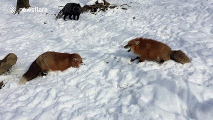 Japanese foxes playfighting in the snow