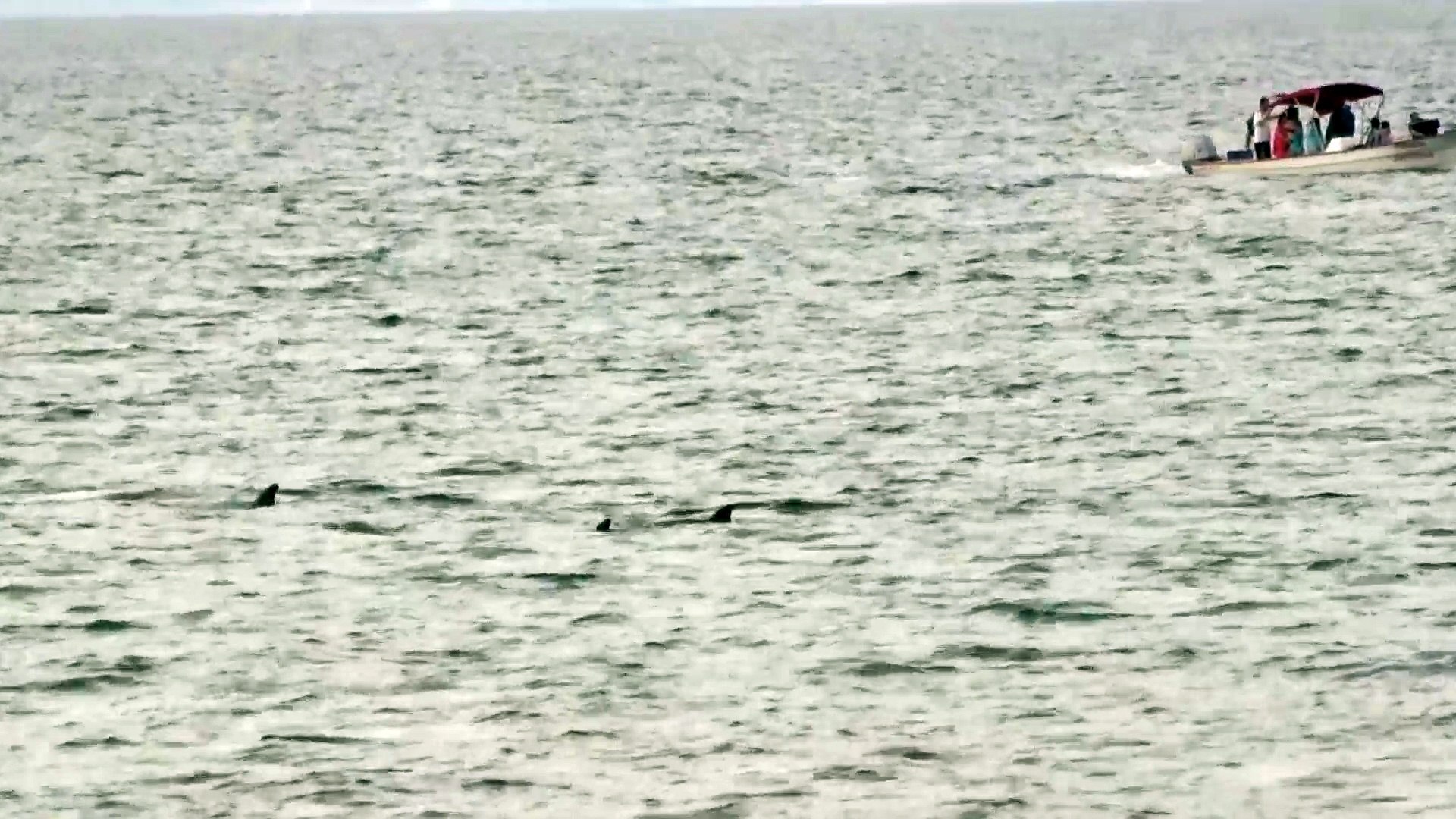 ⁣Dolphins fishing Baja, Mexico