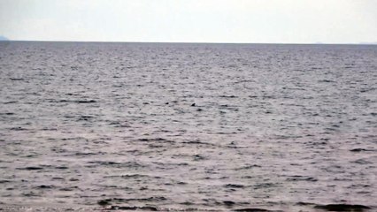 Lots of Dolphins swimming in Baja