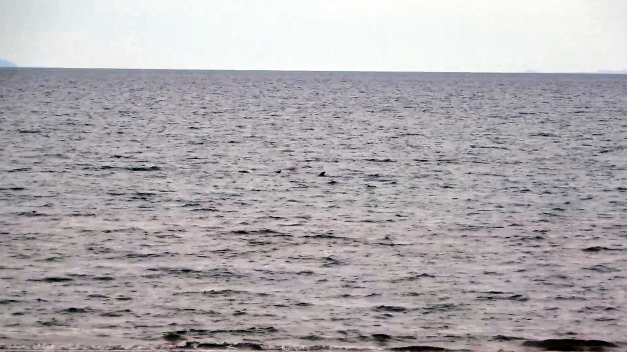 Lots of Dolphins swimming in Baja