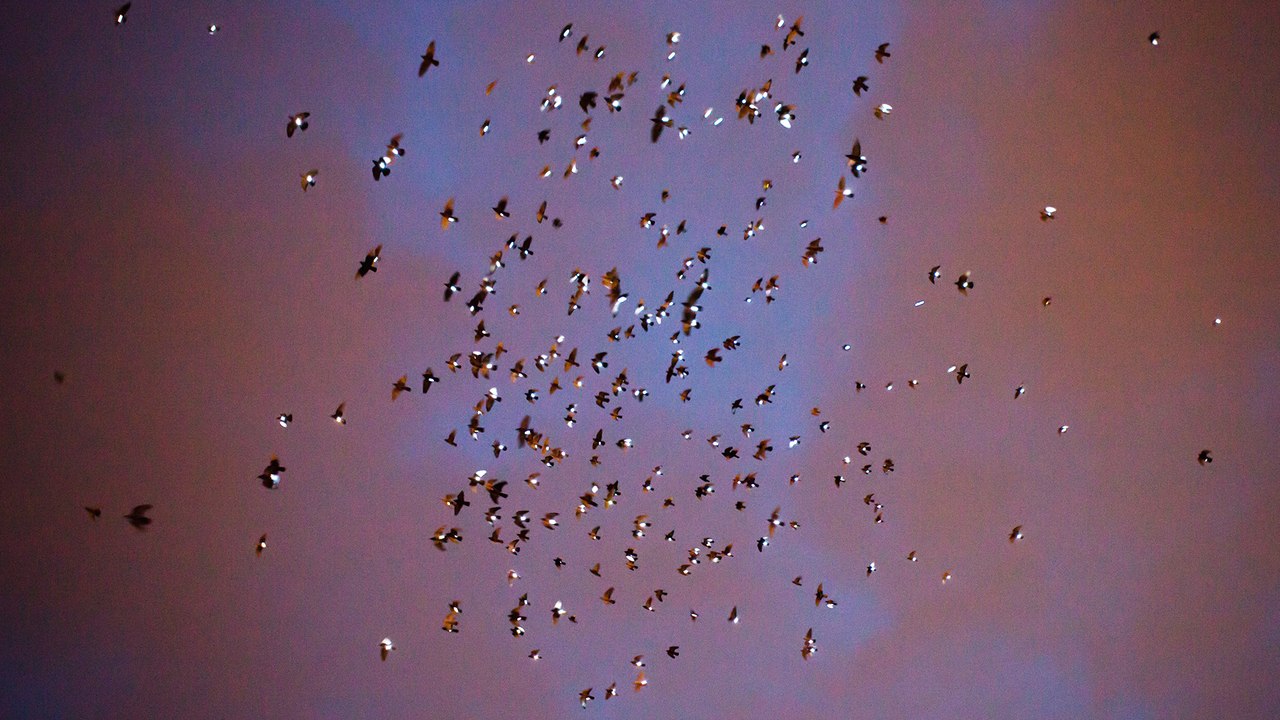 Thousands of Electric Pigeons Light Up the Brooklyn Sky| Animal Art