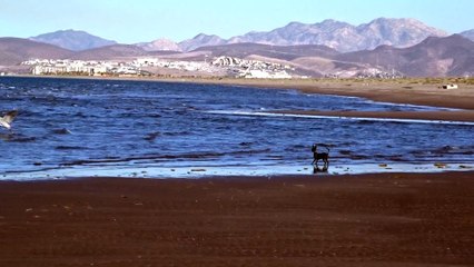 (02) Chili chasing, barking @ Marge El Mogote