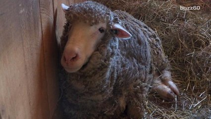 Elderly Sheep Plays Grandma to Animals at Sanctuary
