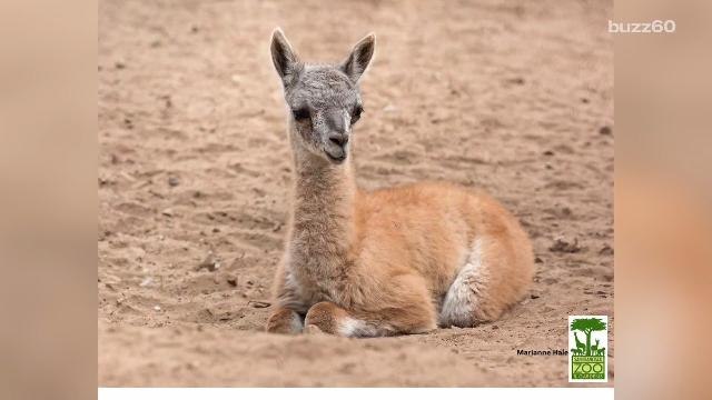 San Francisco Zoo Welcomes the Most Adorable Baby Guanaco