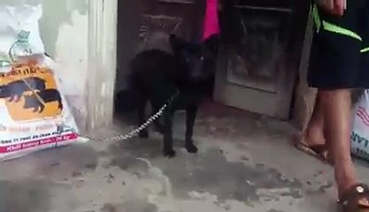 How to Train Your Dog to NOT PULL on the Leash!