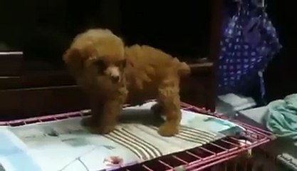 adorable puppies are interested and want to be loved